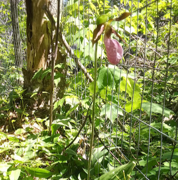 Lady slipper protected by fence